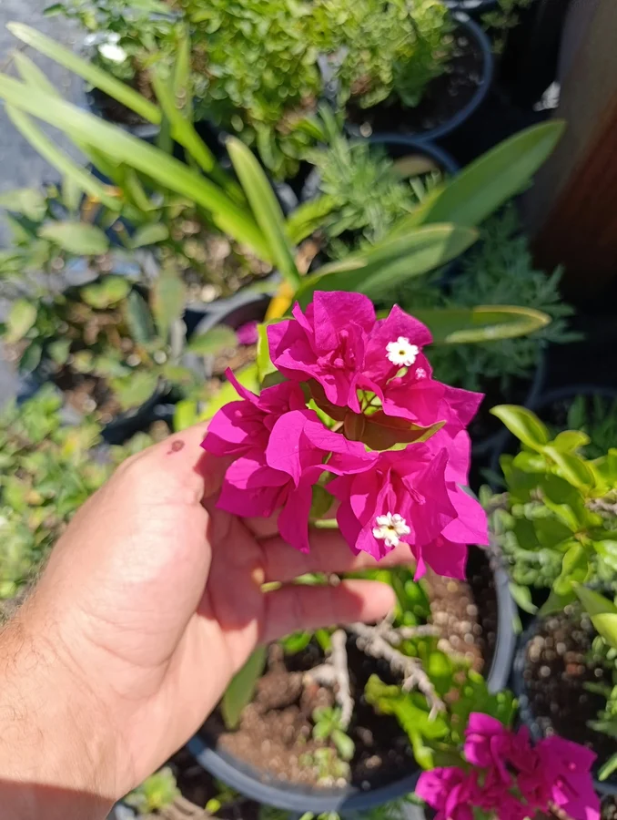 Canlı pembe çiçekleriyle begonvil