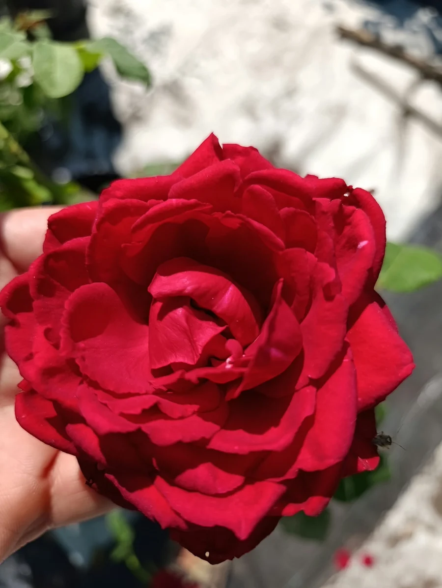 Fidanlıkta yetiştirilen kırmızı gül
